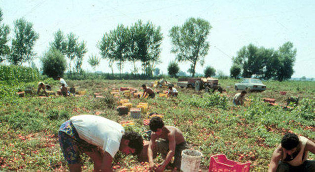 Braccianti-nei-campi_h_partb.jpg (640×350)