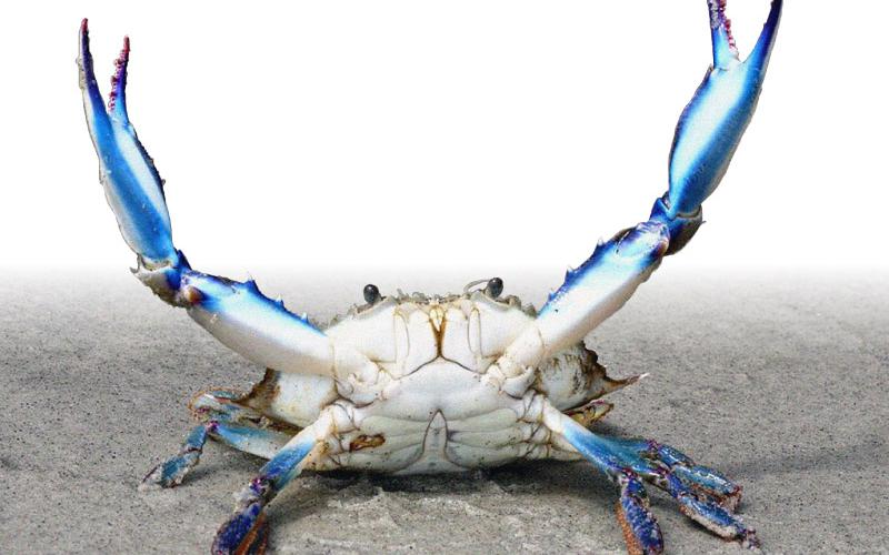 Il Granchio Blu minaccia l'Adriatico. In campo anche l'Università del Salento