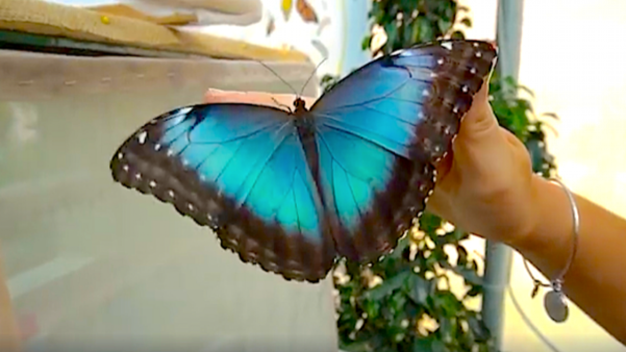 Studi umanistici — Università di Macerata: Una giornata al Giardino delle  farfalle